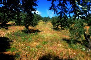 terra-olivarum-olivar