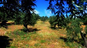 terra-olivarum-olivar