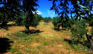 terra-olivarum-olivar
